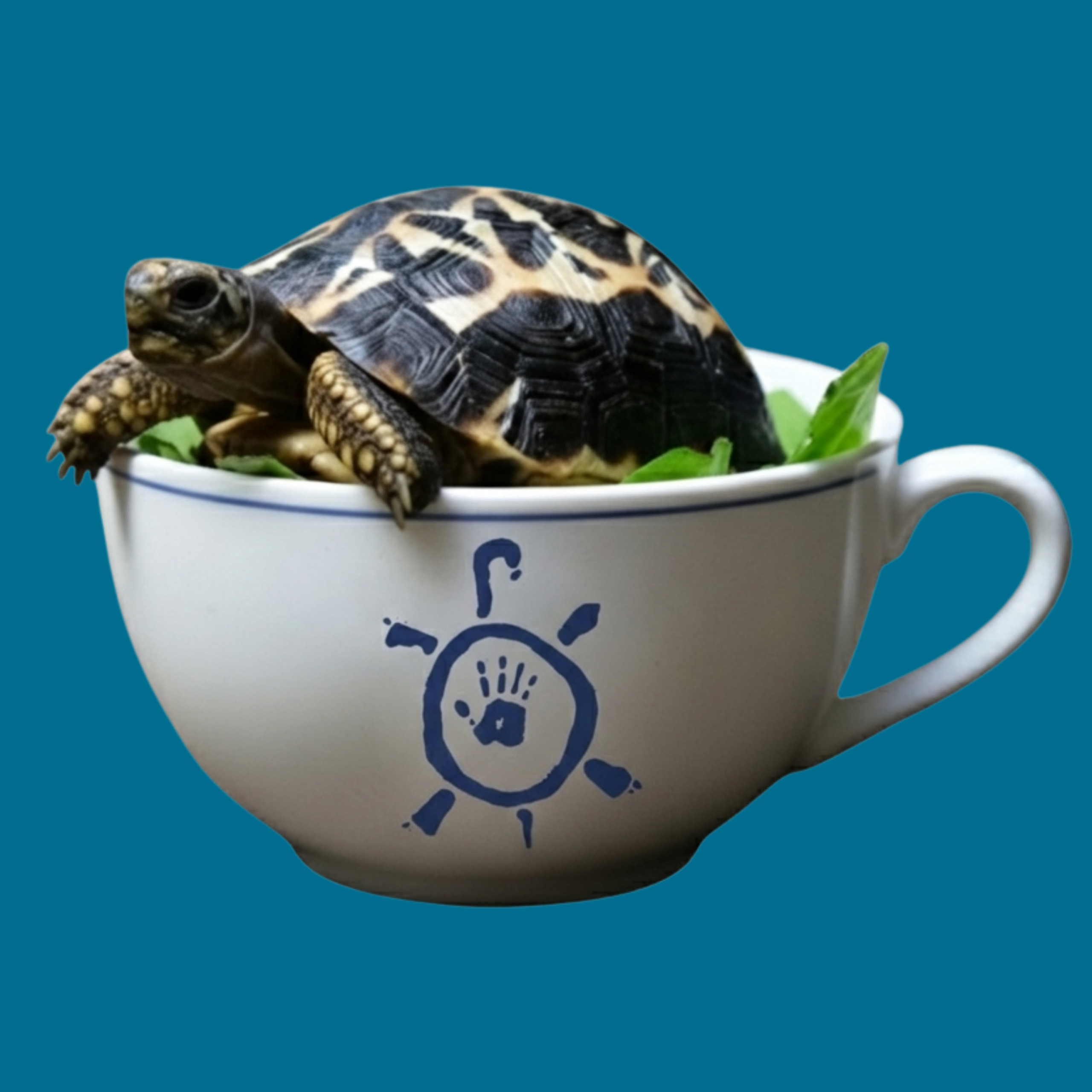 Turtle Tea with TTPG